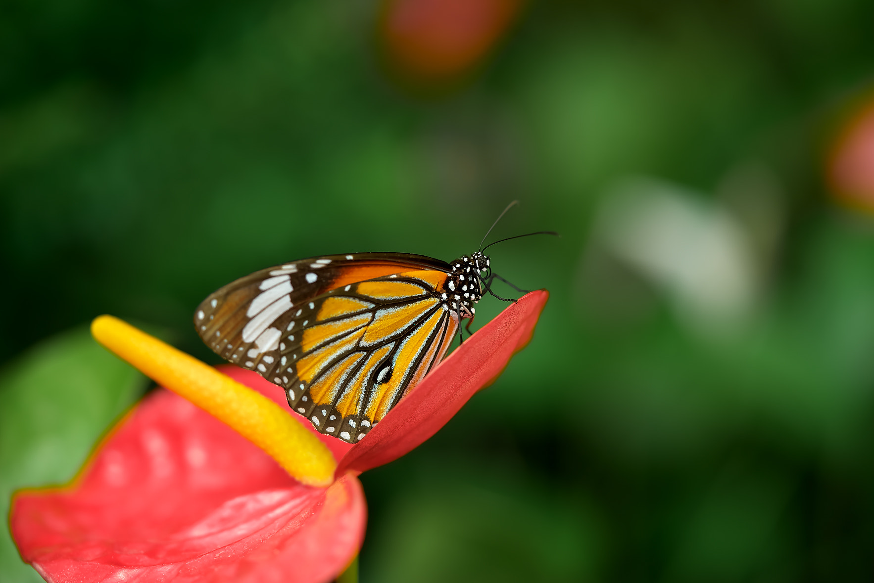 Sony a7R sample photo. Butterfly photography