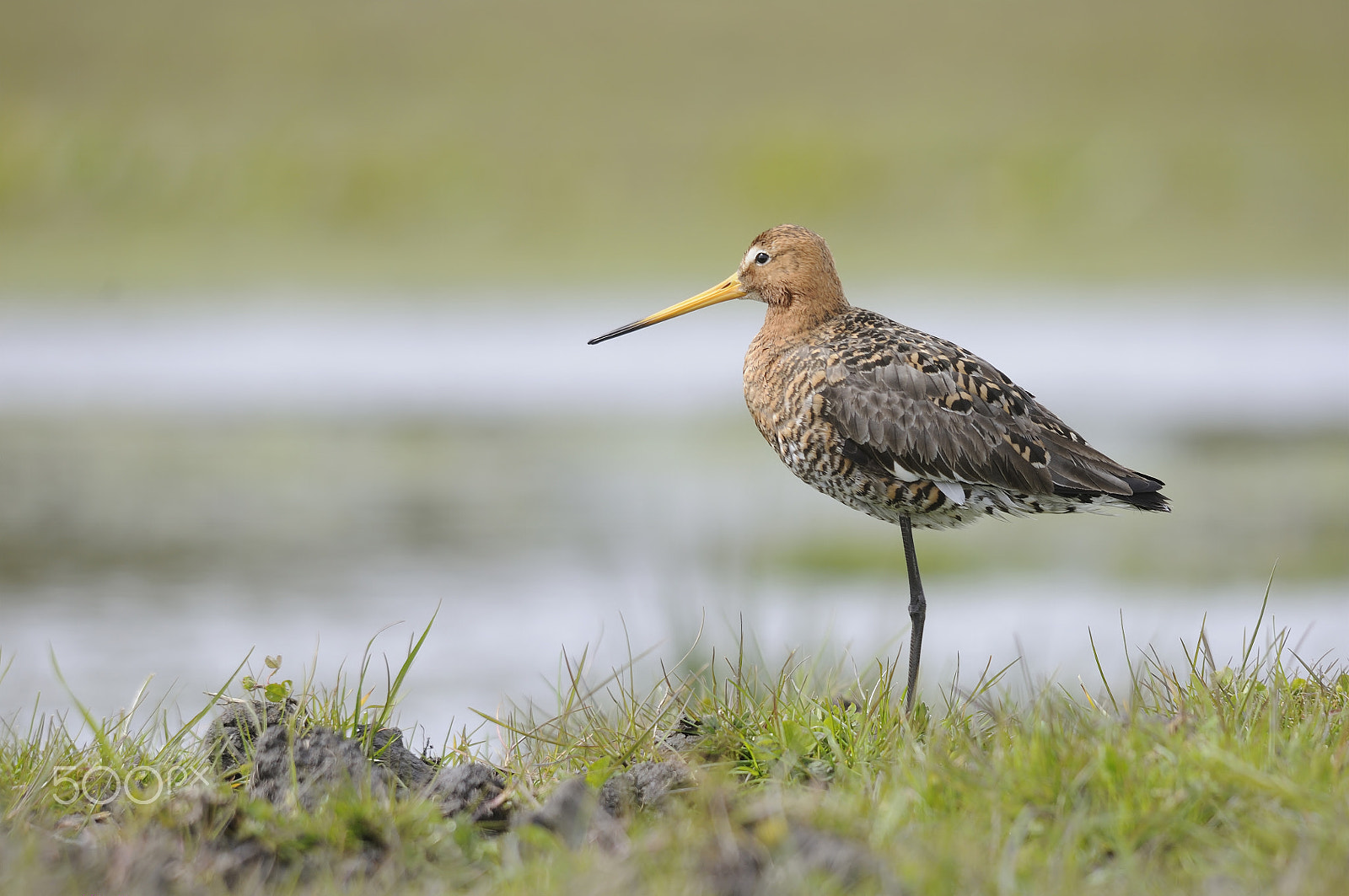 Sigma 150-500mm F5-6.3 DG OS HSM sample photo. Black-tailed godwit photography
