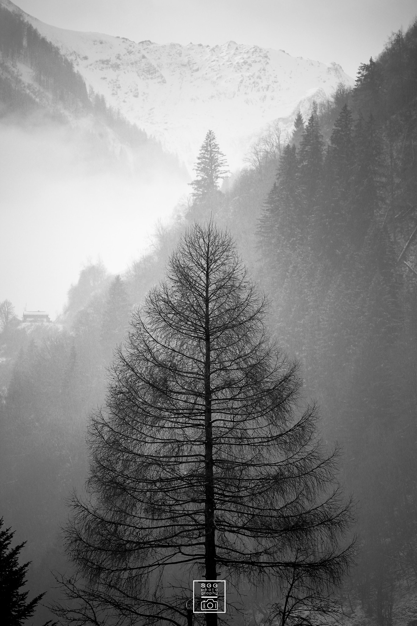 Canon EOS 60D sample photo. Symmetree photography