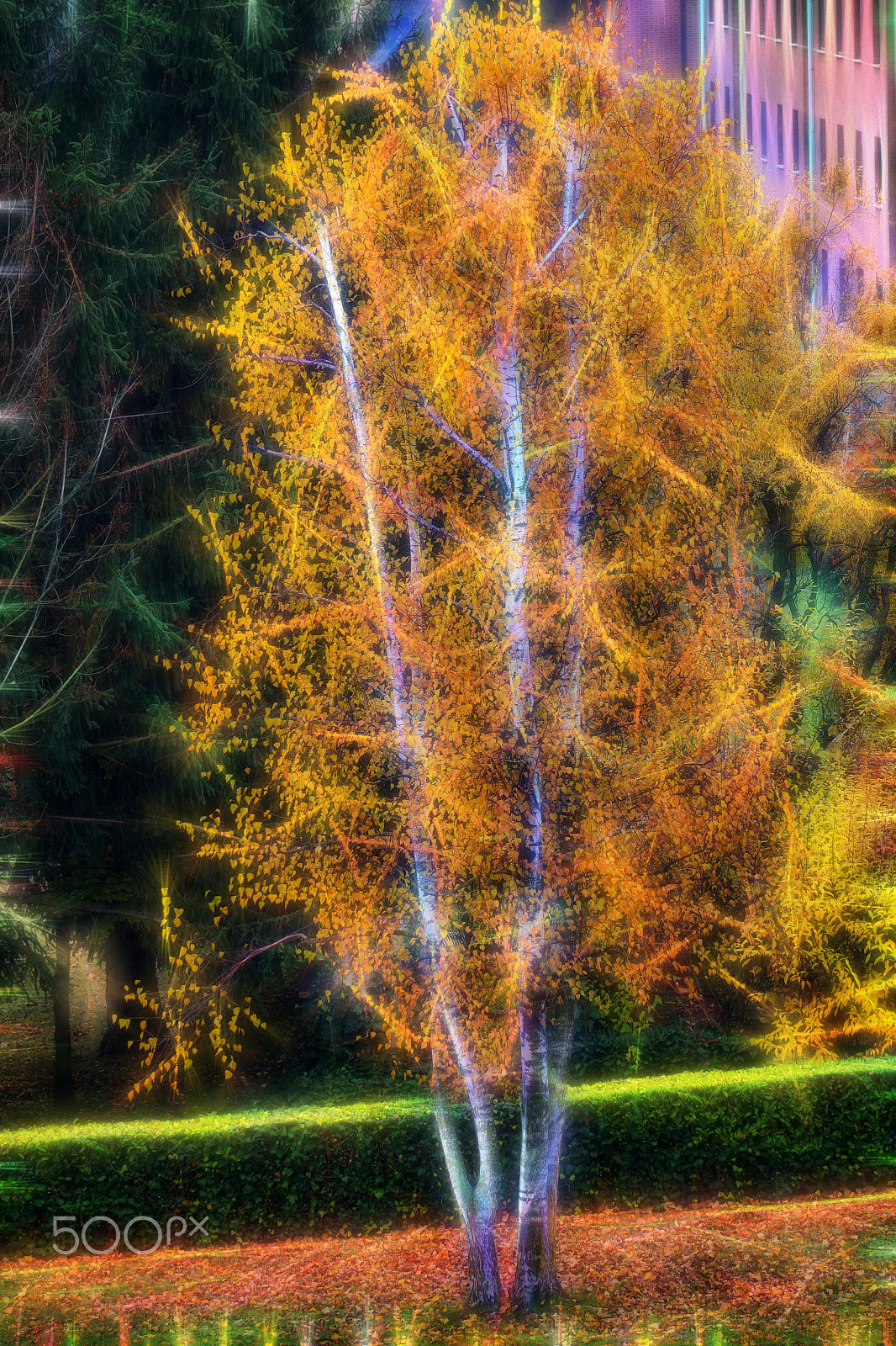 Sony Alpha a3000 sample photo. Birches in autumn photography