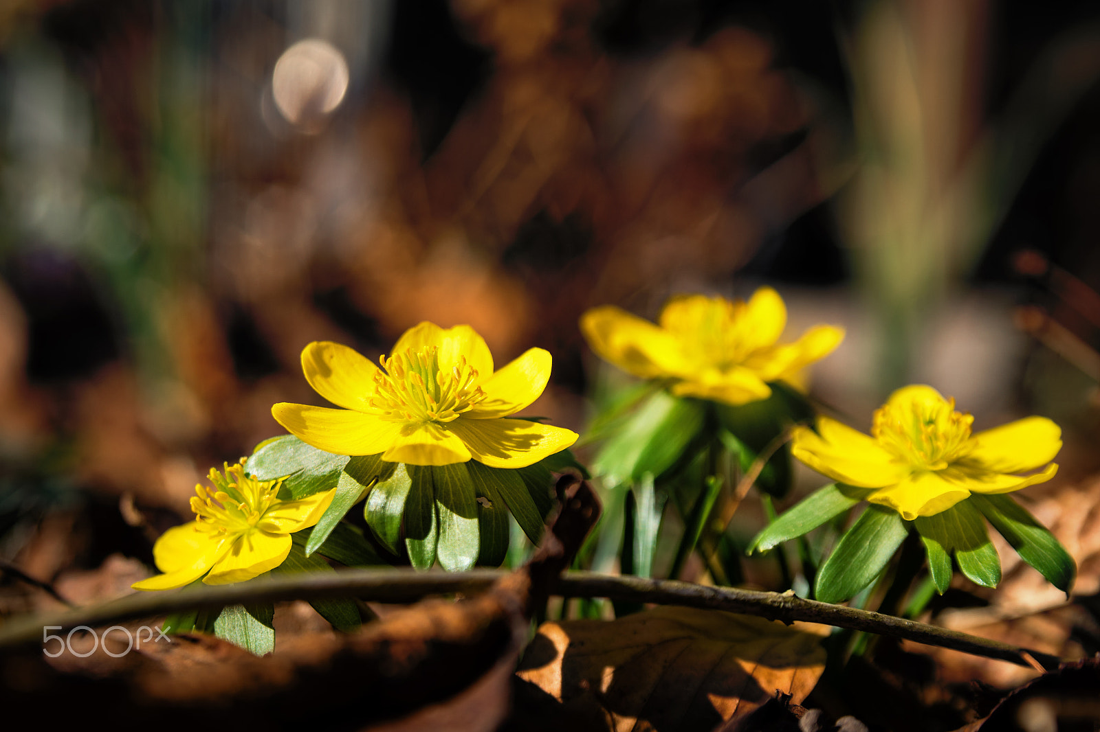 Nikon D750 sample photo. Group of flowering winter flowers photography