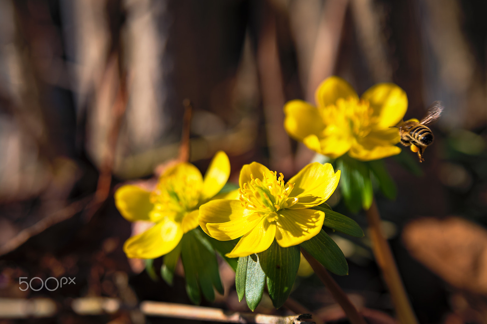 Nikon D750 sample photo. Group of flowering winter flowers photography