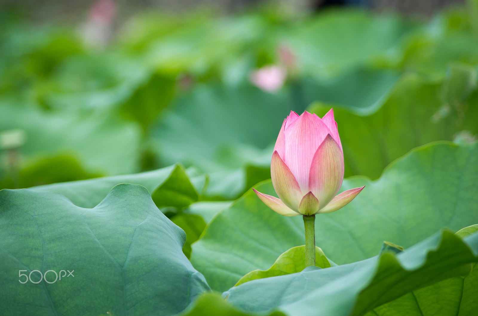 smc PENTAX-DA L 55-300mm F4-5.8 ED sample photo. 荷花 photography