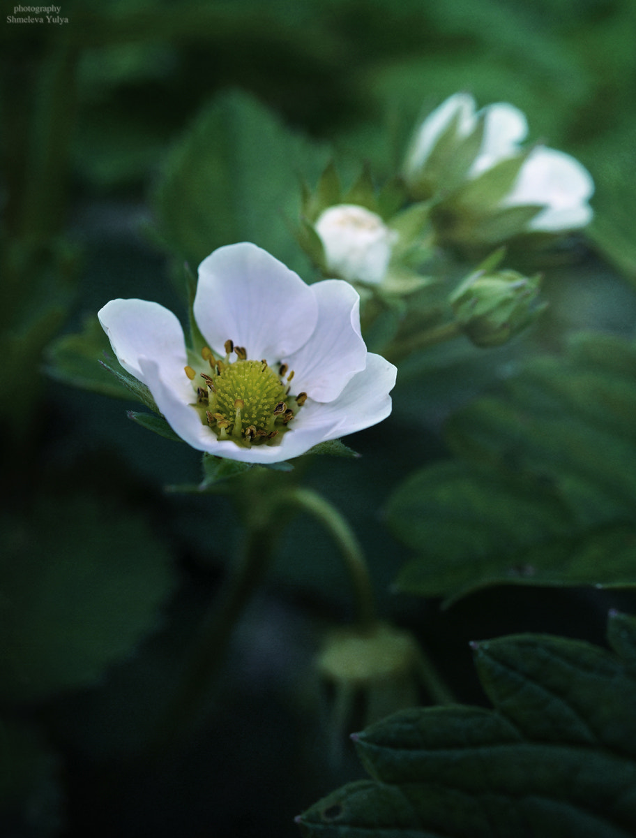 Sony SLT-A65 (SLT-A65V) + Sony DT 30mm F2.8 Macro SAM sample photo