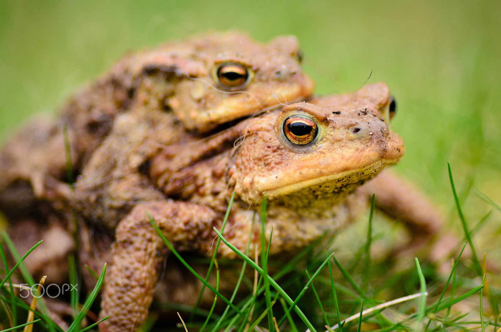 Tokina AT-X Pro 100mm F2.8 Macro sample photo. Take me with you photography