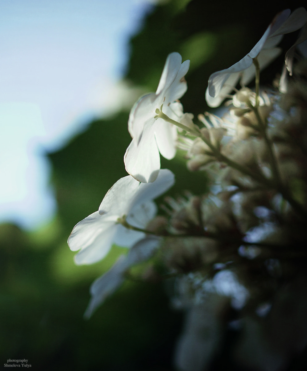 Sony SLT-A65 (SLT-A65V) + Sony DT 30mm F2.8 Macro SAM sample photo