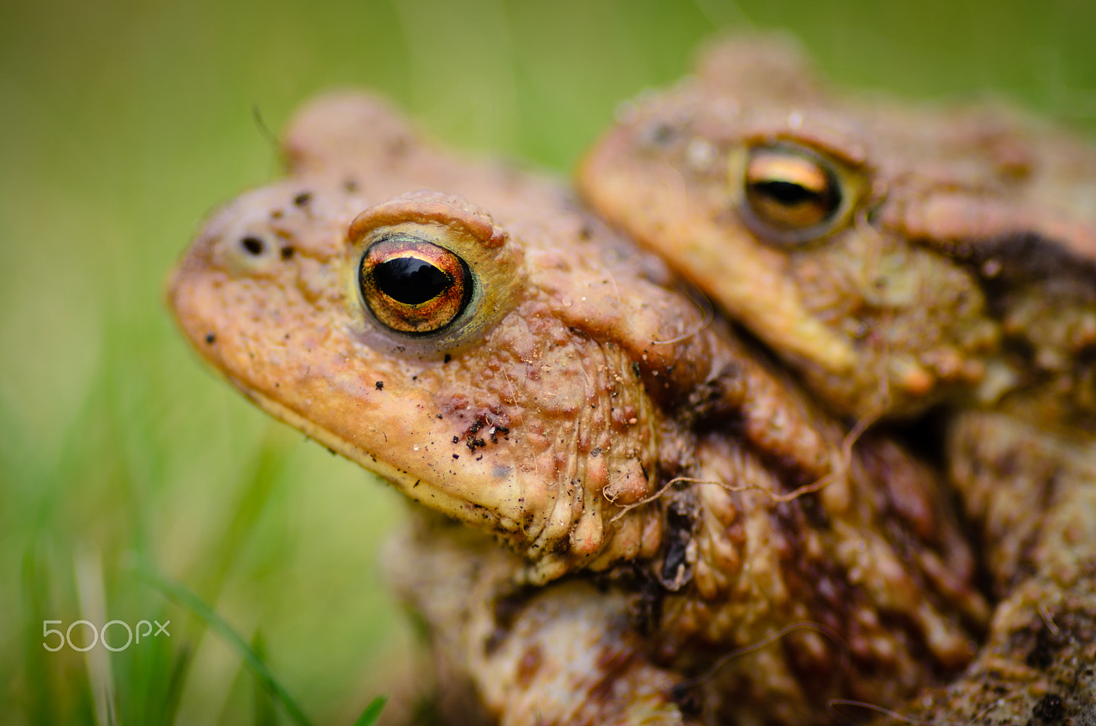 Nikon D7000 + Tokina AT-X Pro 100mm F2.8 Macro sample photo. Toadally relaxing photography