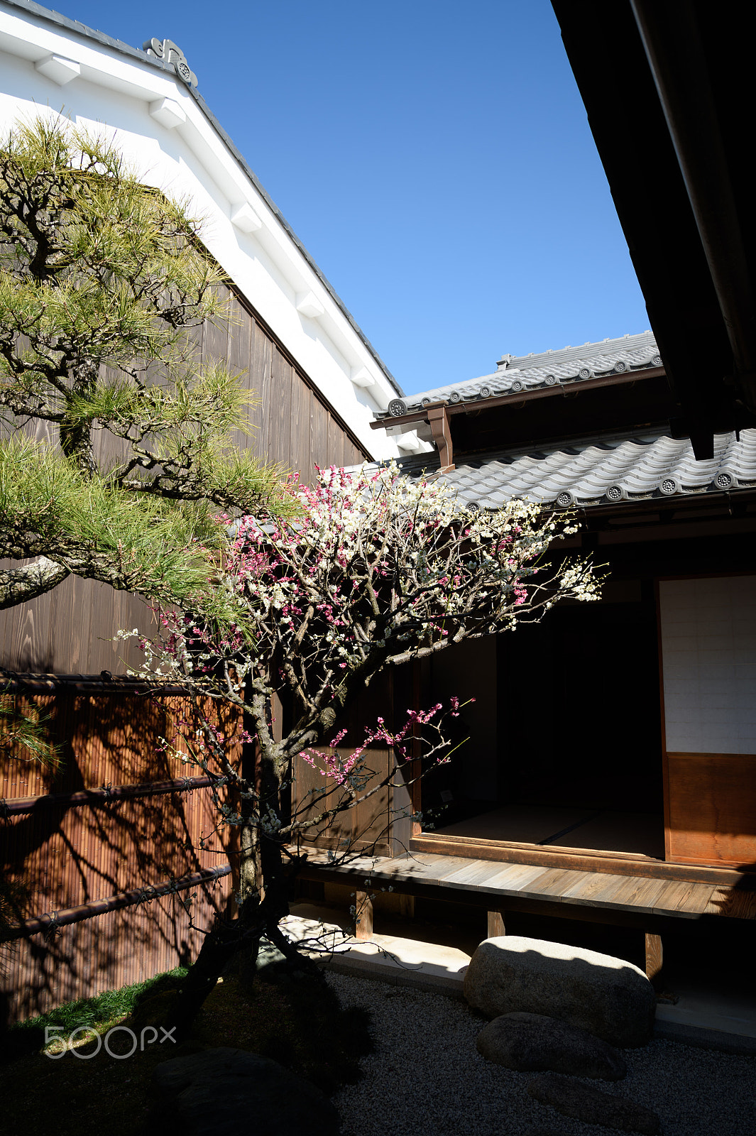 Nikon Df sample photo. Old house and ume blossoms photography