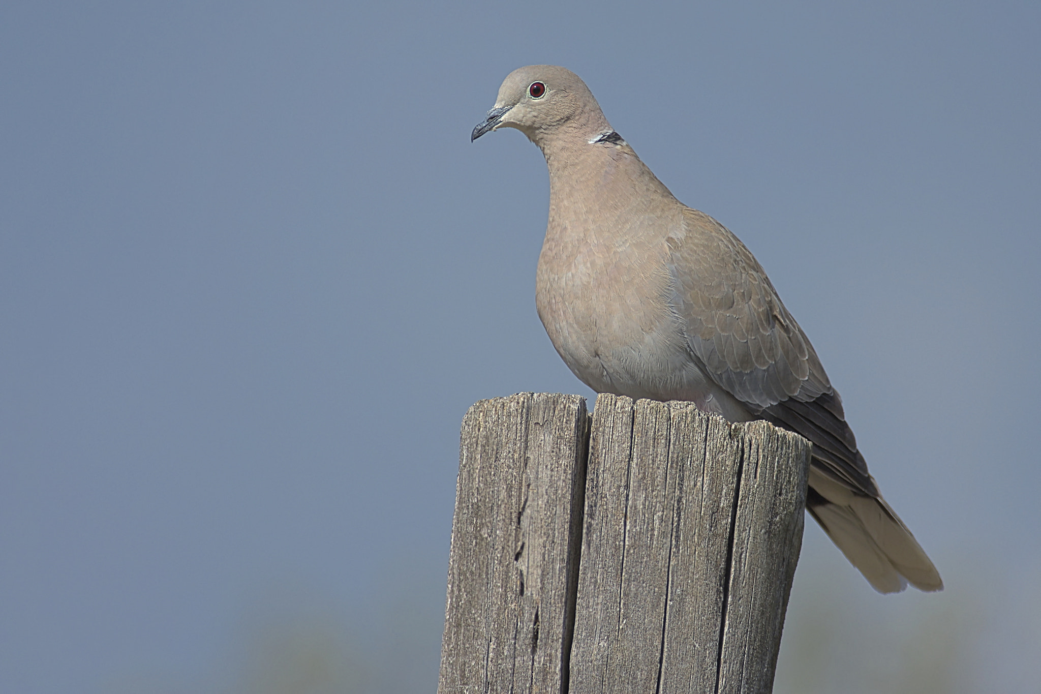 Nikon D7200 + Nikon AF-S Nikkor 300mm F4D ED-IF sample photo. Tortorella photography