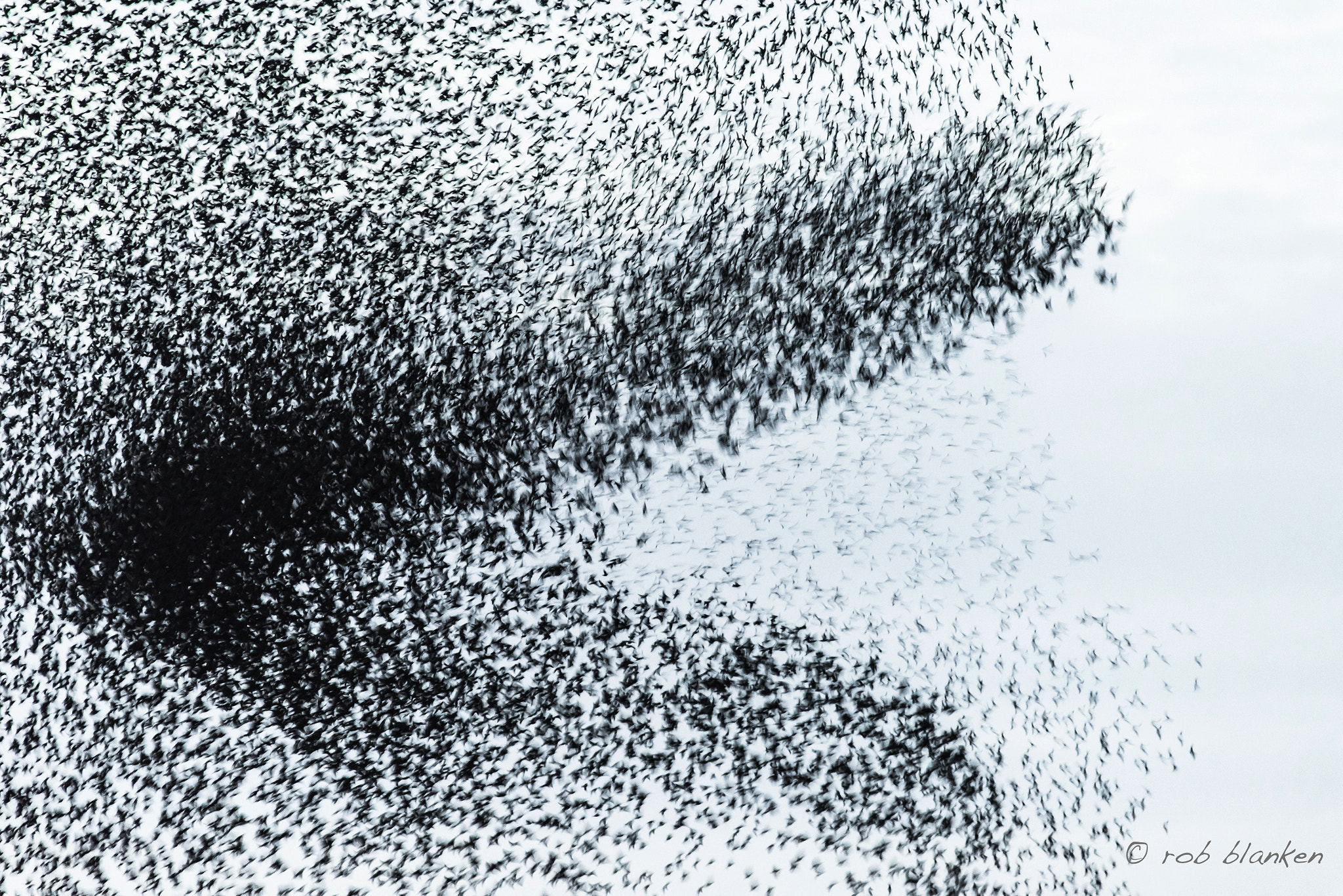 Nikon AF-S Nikkor 200-500mm F5.6E ED VR sample photo. Starlings photography