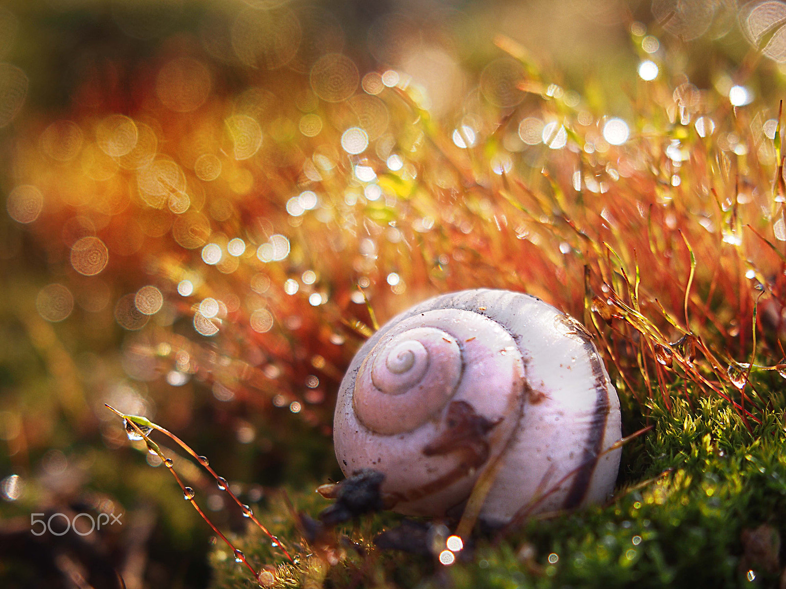 Olympus PEN E-PL5 sample photo. Poranna rosa photography