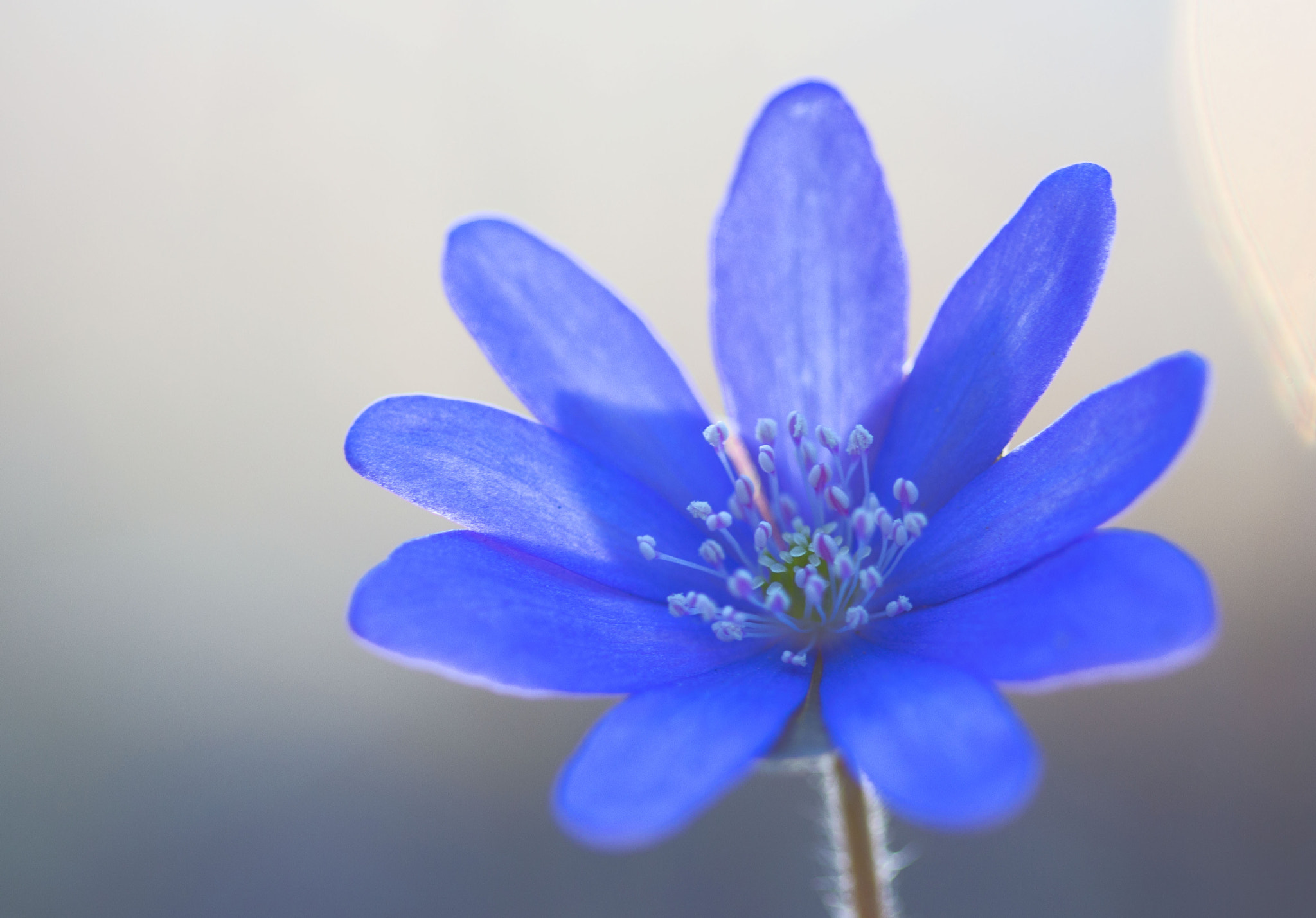 Canon EF 100mm F2.8 Macro USM sample photo. Lovely liverwort photography