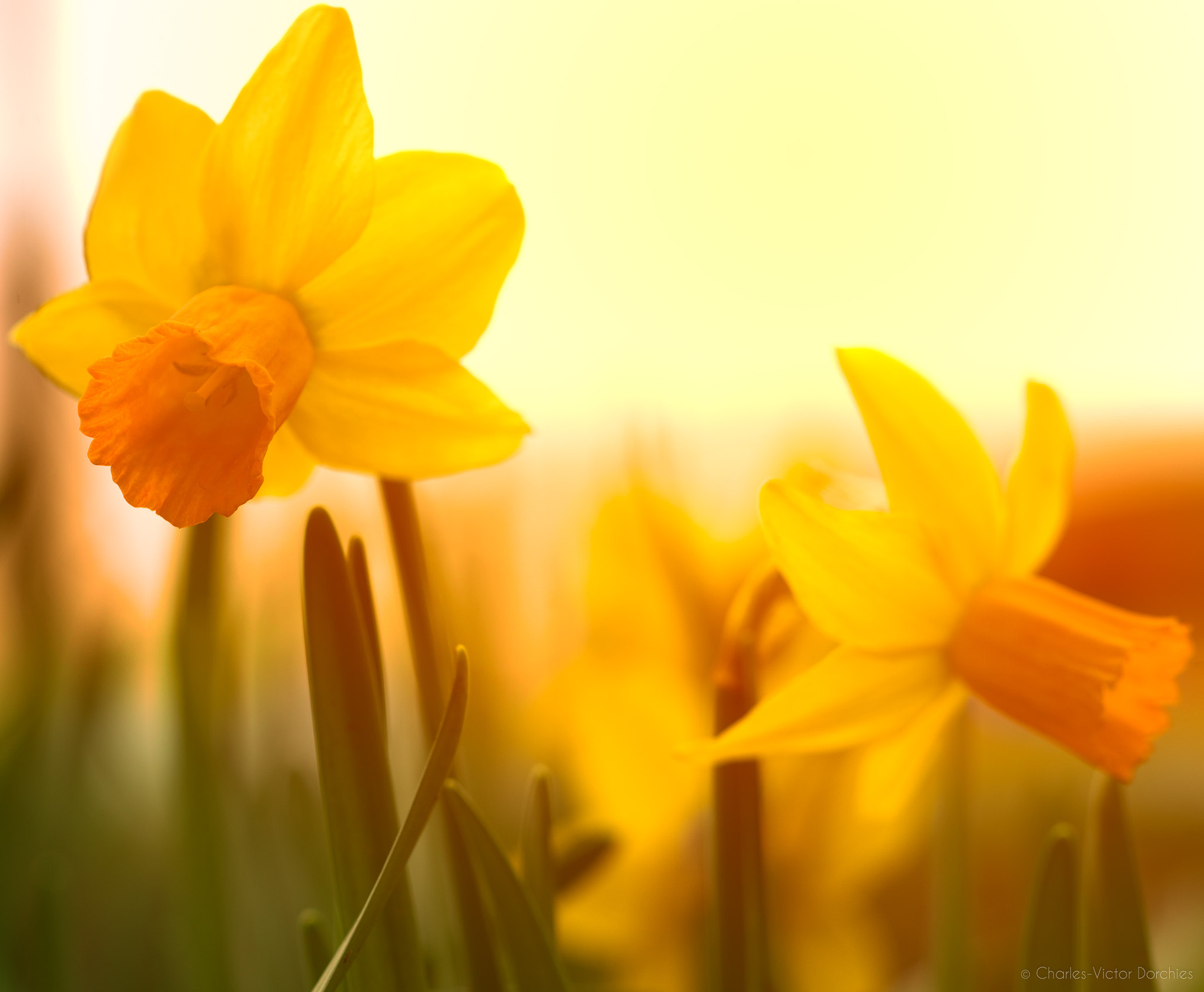 Sony a7 II + Sony FE 90mm F2.8 Macro G OSS sample photo