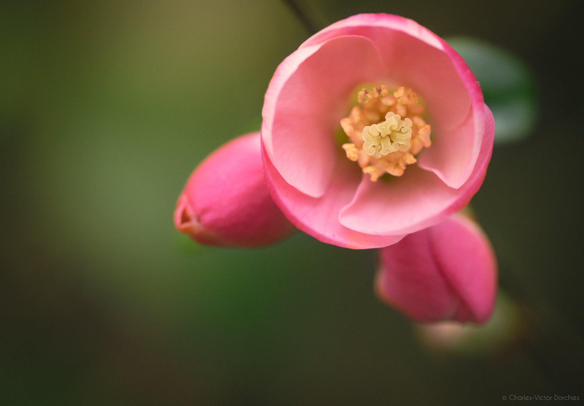 Sony a7 II + Sony FE 90mm F2.8 Macro G OSS sample photo