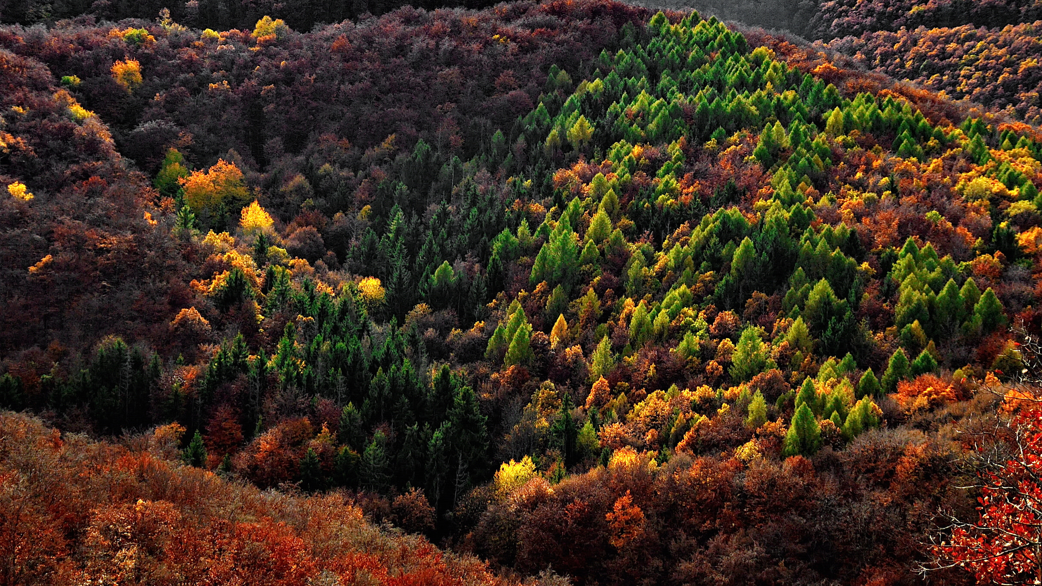 Nikon D3200 sample photo. Autumn colors fight photography