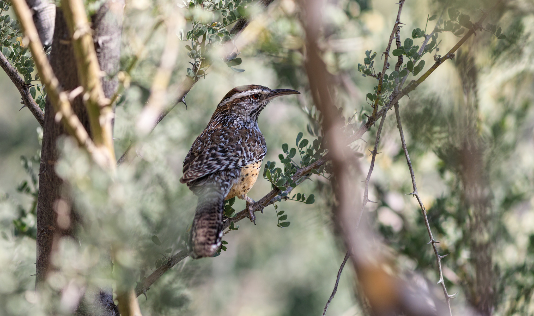 Canon EOS 5D Mark IV + Canon EF 300mm F4L IS USM sample photo. Cactus wren photography