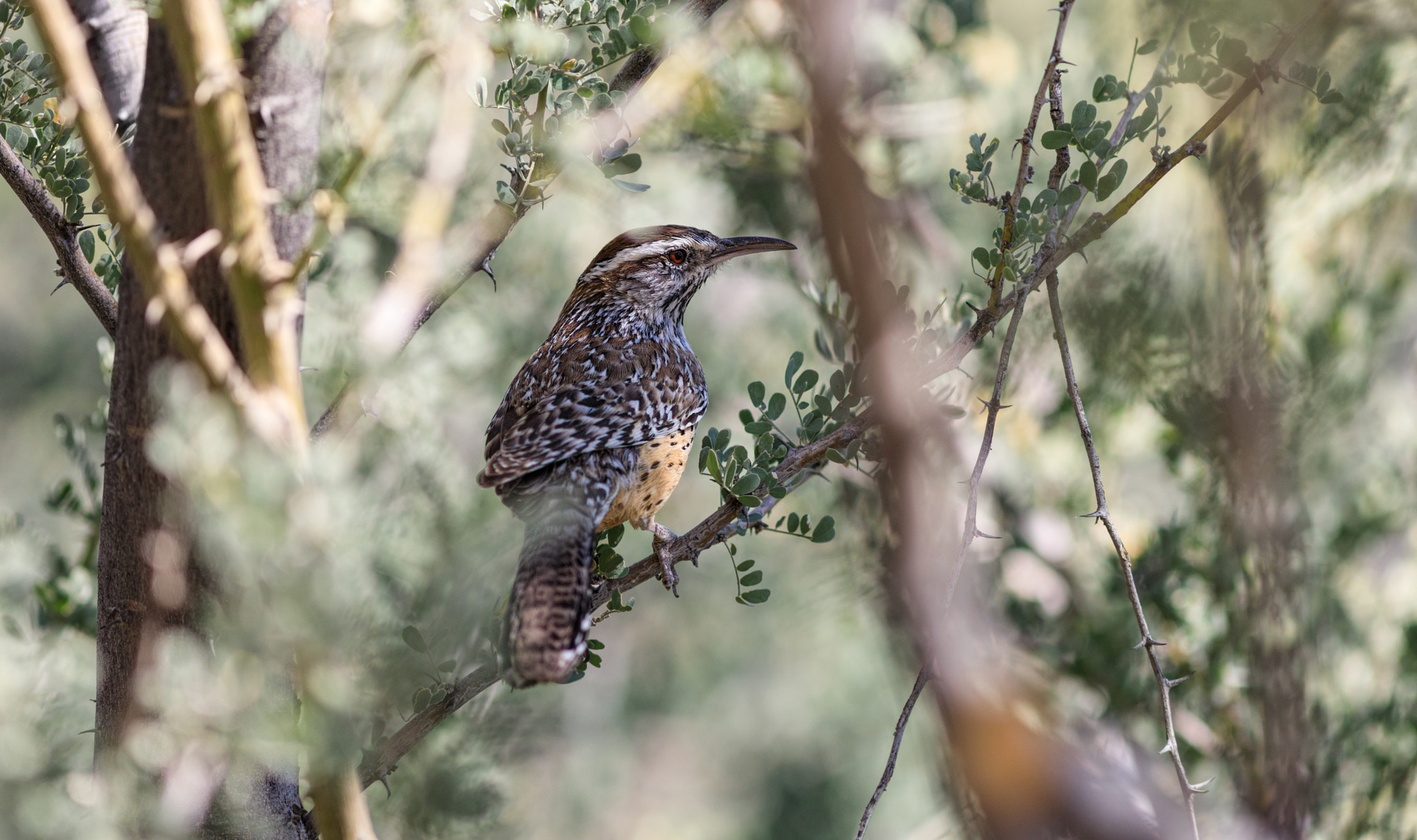 Canon EF 300mm F4L IS USM sample photo. Cactus wren photography
