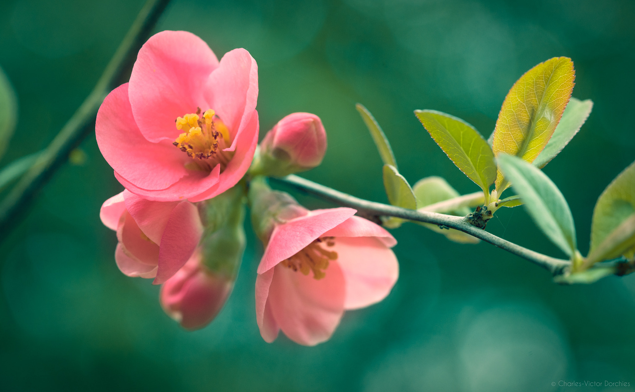 Sony a7 II + Sony FE 90mm F2.8 Macro G OSS sample photo