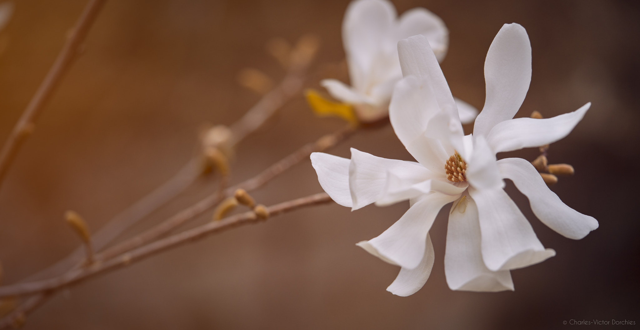 Sony a7 II + Sony FE 90mm F2.8 Macro G OSS sample photo