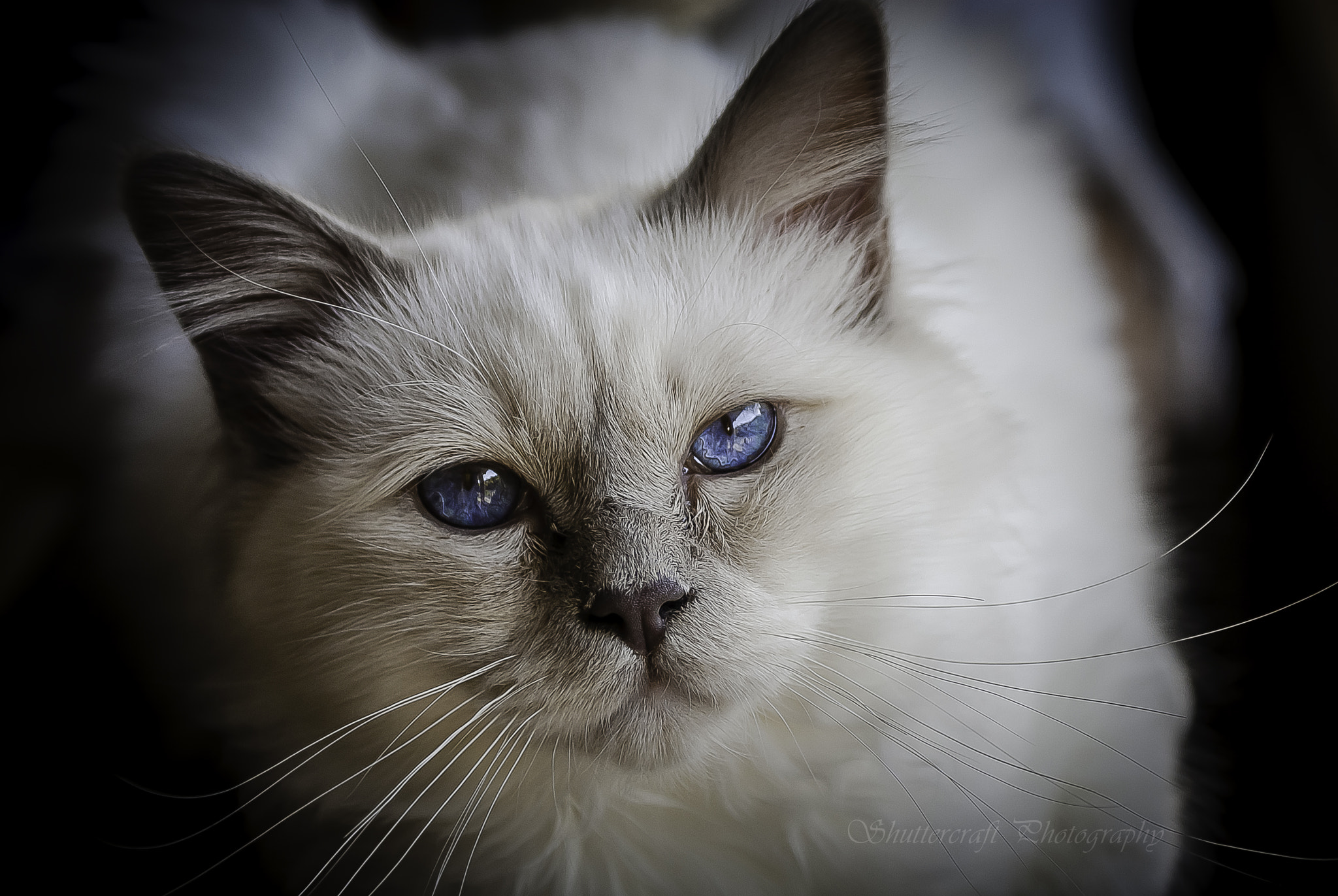 Sony Alpha DSLR-A300 sample photo. Ringo photography