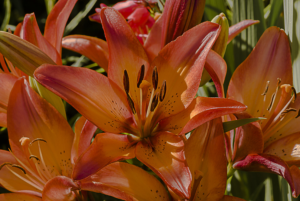 Sony Alpha DSLR-A300 + Tamron AF 70-300mm F4-5.6 Di LD Macro sample photo. Tiger lilly photography
