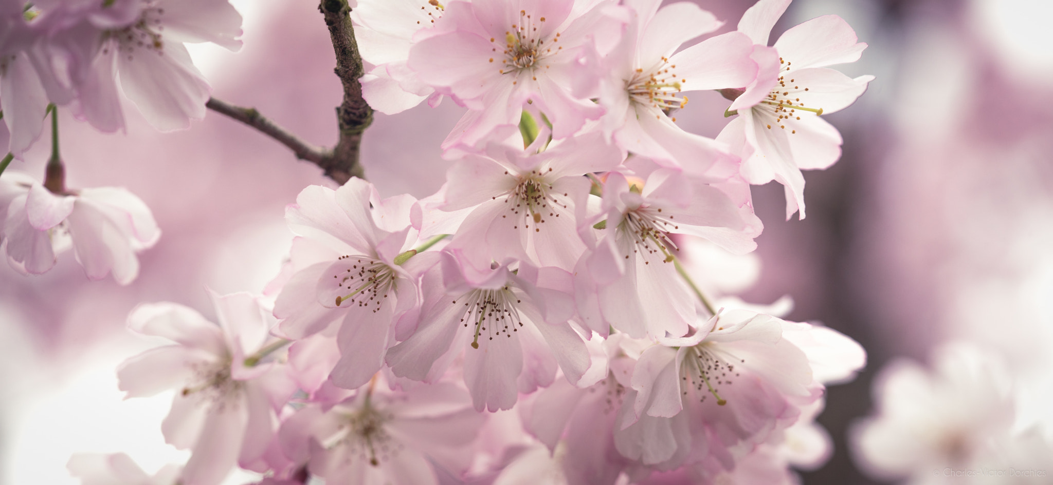 Sony a7 II + Sony FE 90mm F2.8 Macro G OSS sample photo. Spring is comming #5 photography
