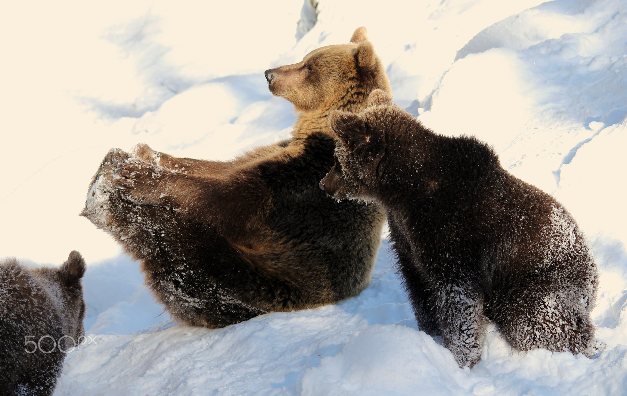 The bear mother and puppies in winter games.