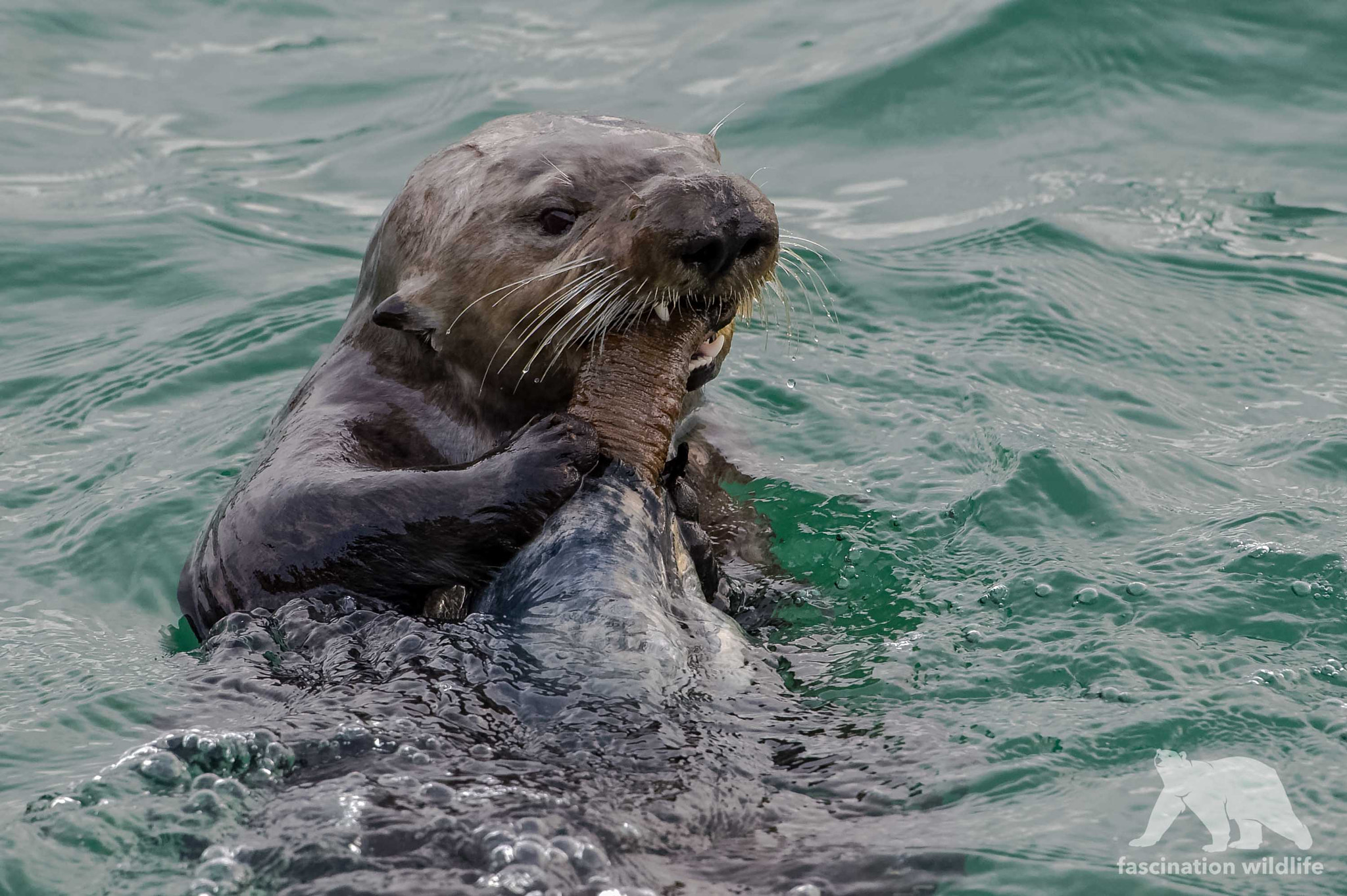 Sigma 150-600mm F5-6.3 DG OS HSM | S sample photo. Otter feast photography