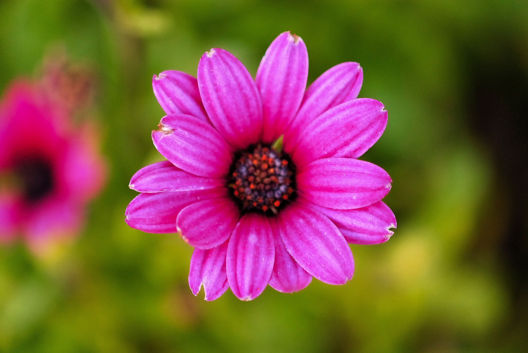 Nikon AF-S DX Micro-Nikkor 85mm F3.5G ED VR sample photo. Margarita del gerbera 1 photography