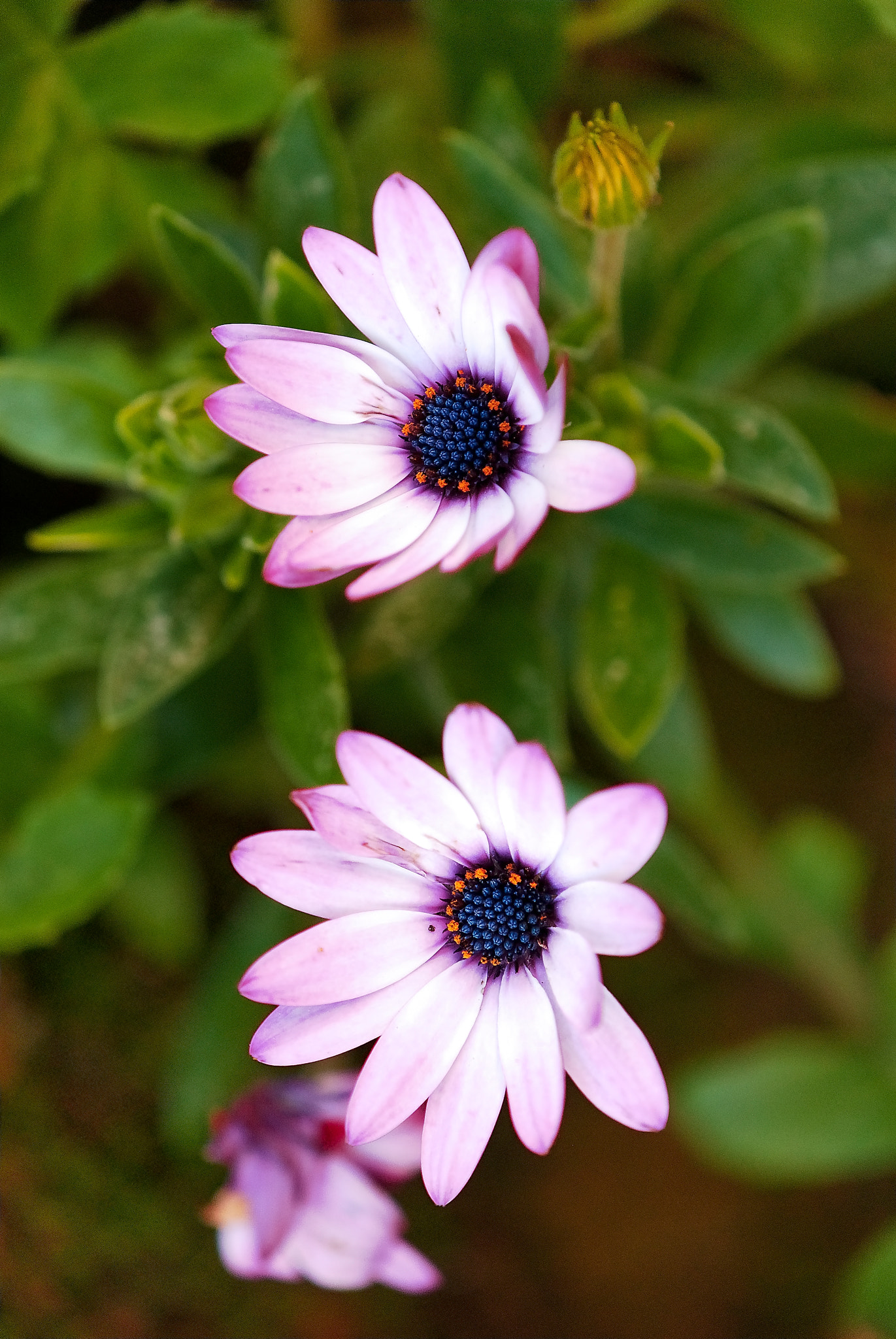 Nikon AF-S DX Micro-Nikkor 85mm F3.5G ED VR sample photo. Margarita del gerbera 2 photography