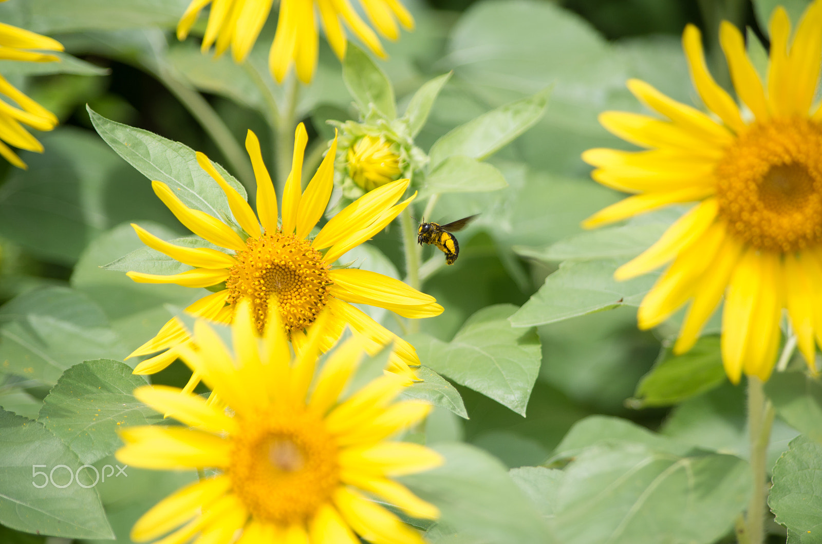 smc PENTAX-DA L 55-300mm F4-5.8 ED sample photo. 向日葵 photography