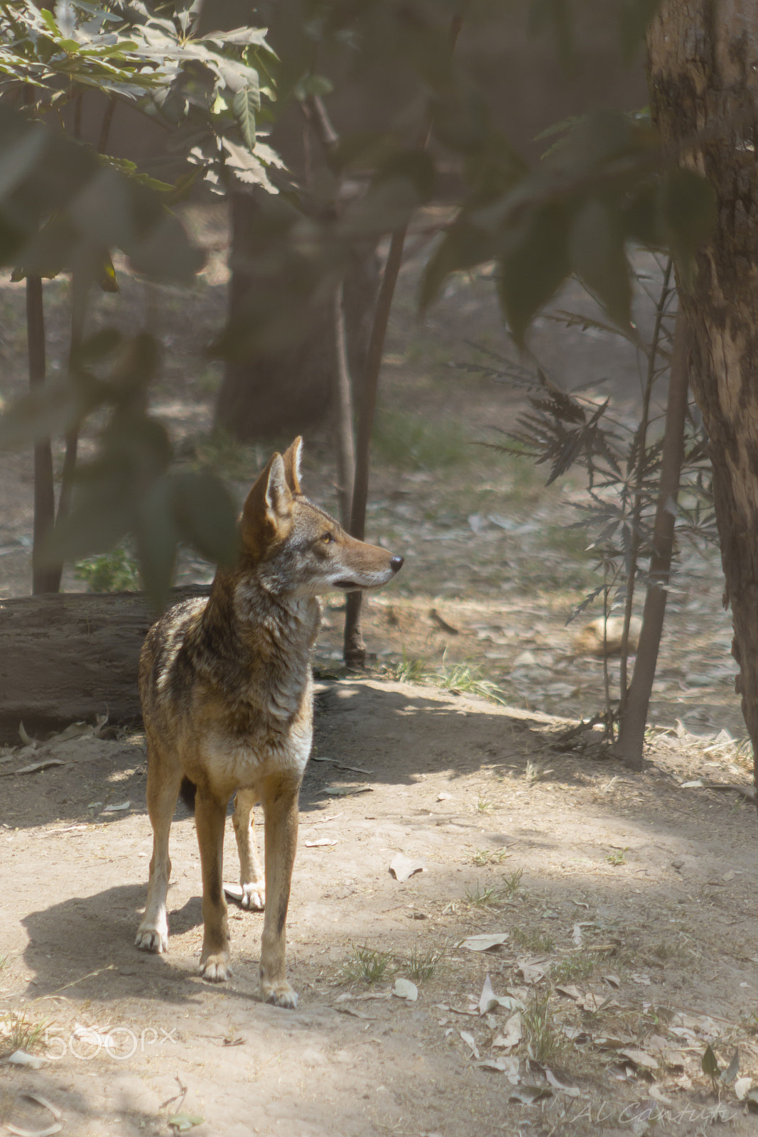 Canon EOS 700D (EOS Rebel T5i / EOS Kiss X7i) + EF75-300mm f/4-5.6 sample photo. «coyote» photography