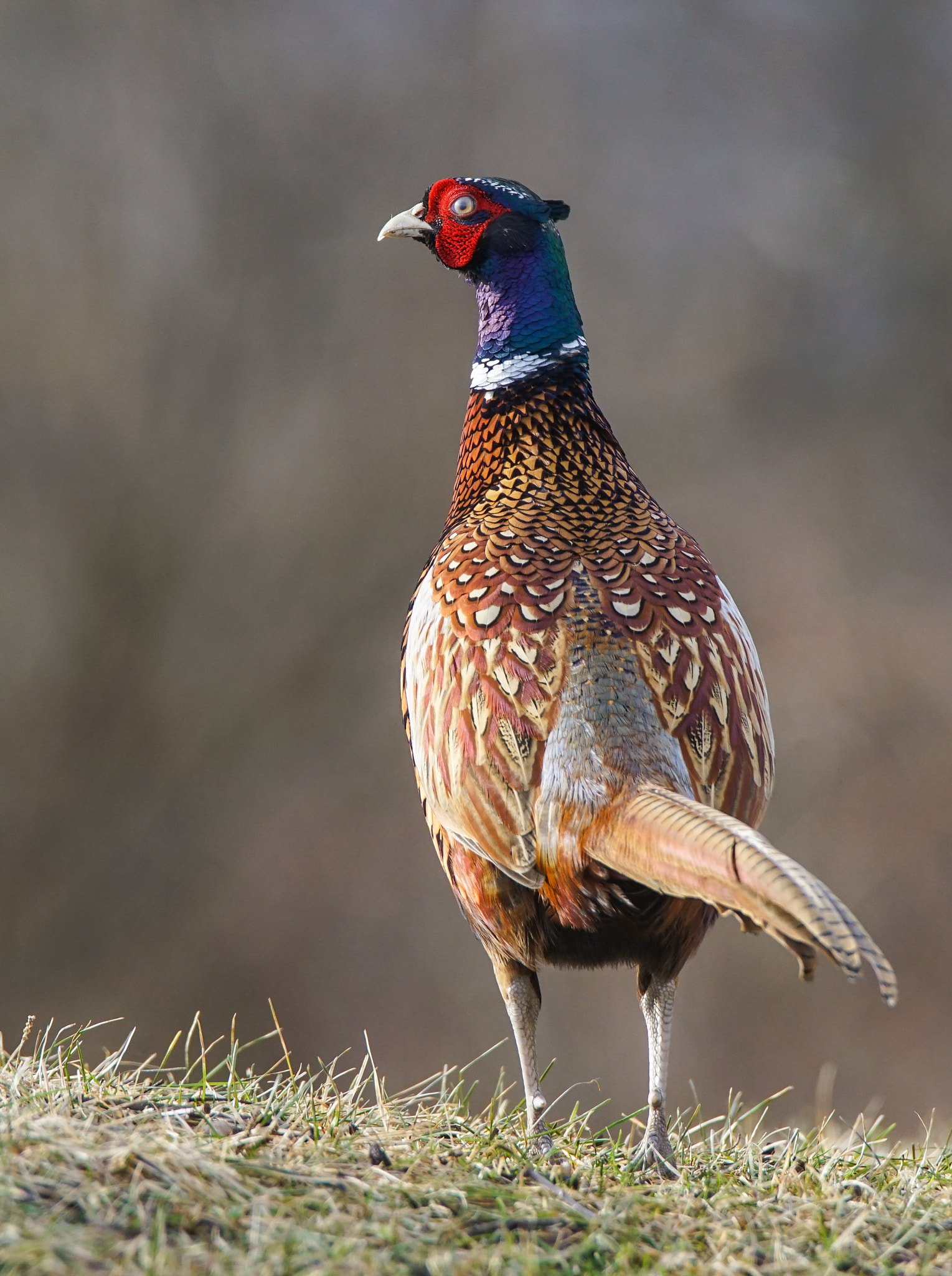 Sony a7R II + Tamron SP 150-600mm F5-6.3 Di VC USD sample photo. Pheasant photography