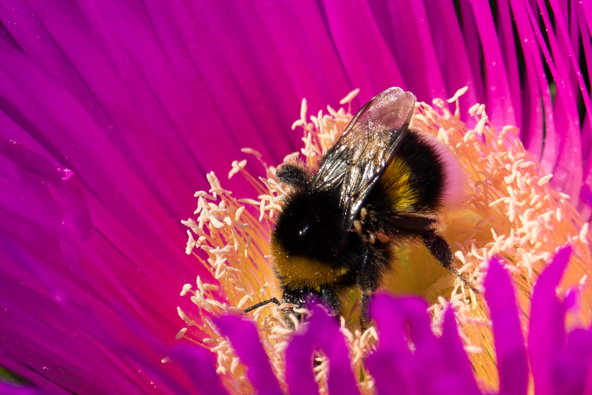 Canon EF-S 55-250mm F4-5.6 IS STM sample photo. B-bee 2 photography