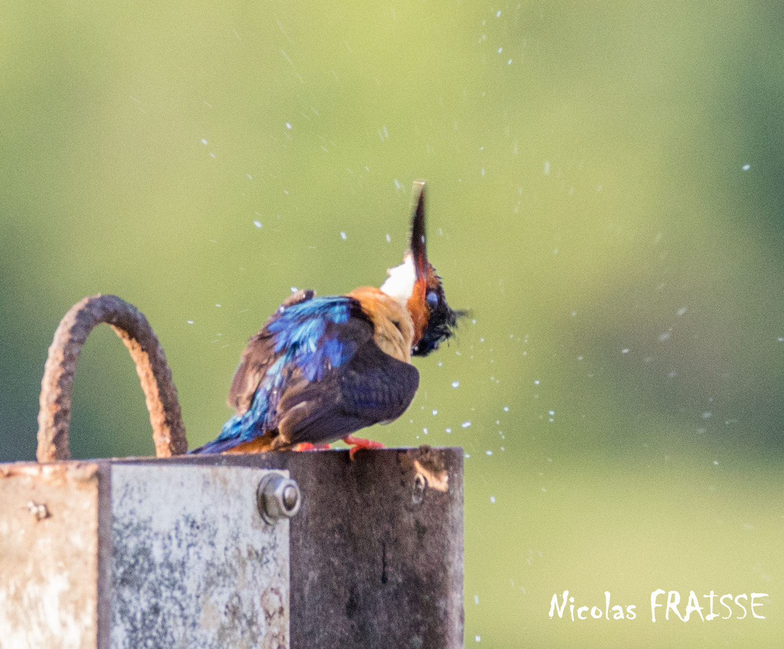 Sigma 150-600mm F5-6.3 DG OS HSM | C sample photo. King fisher shaking his body to dry photography