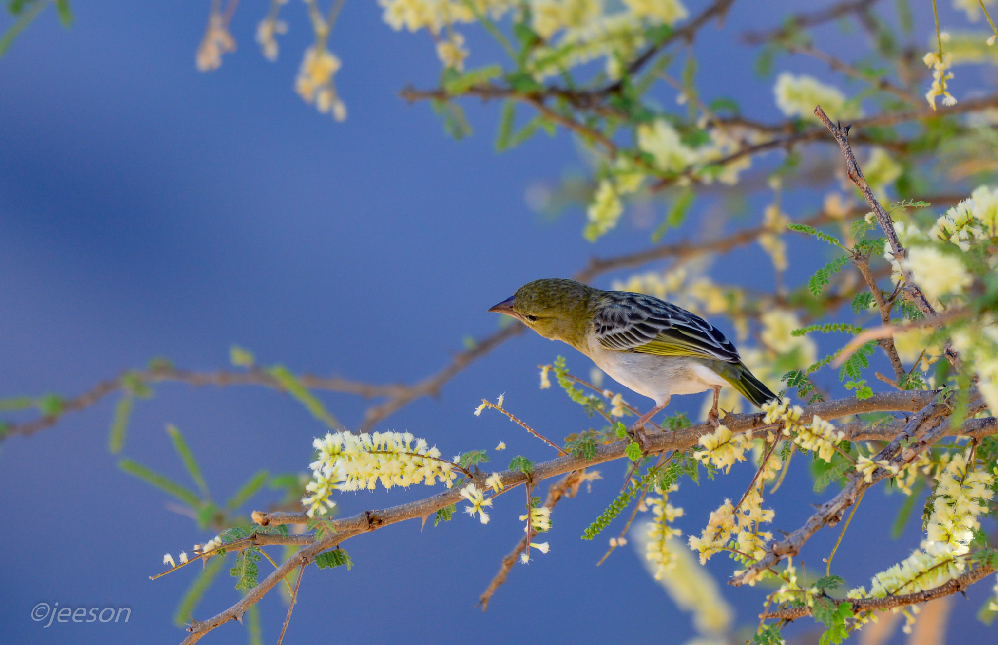 Nikon AF-S Nikkor 200-500mm F5.6E ED VR sample photo