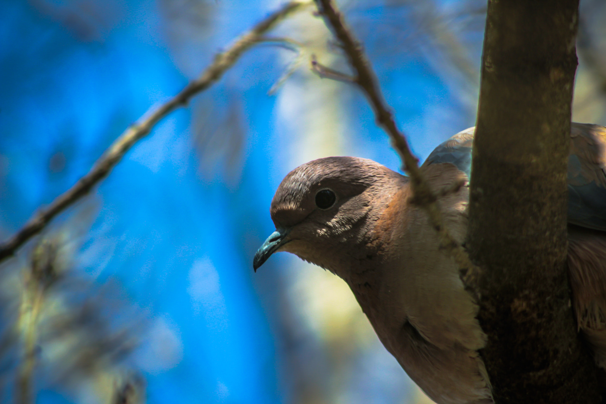 Canon EF 100-300mm F4.5-5.6 USM sample photo. Peeking pegions photography