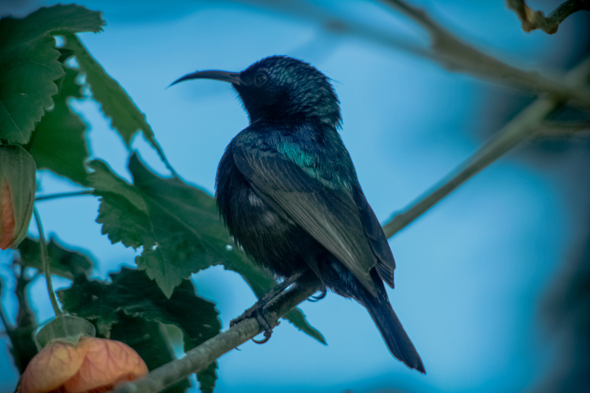 Canon EF 100-300mm F4.5-5.6 USM sample photo. Humming bird photography