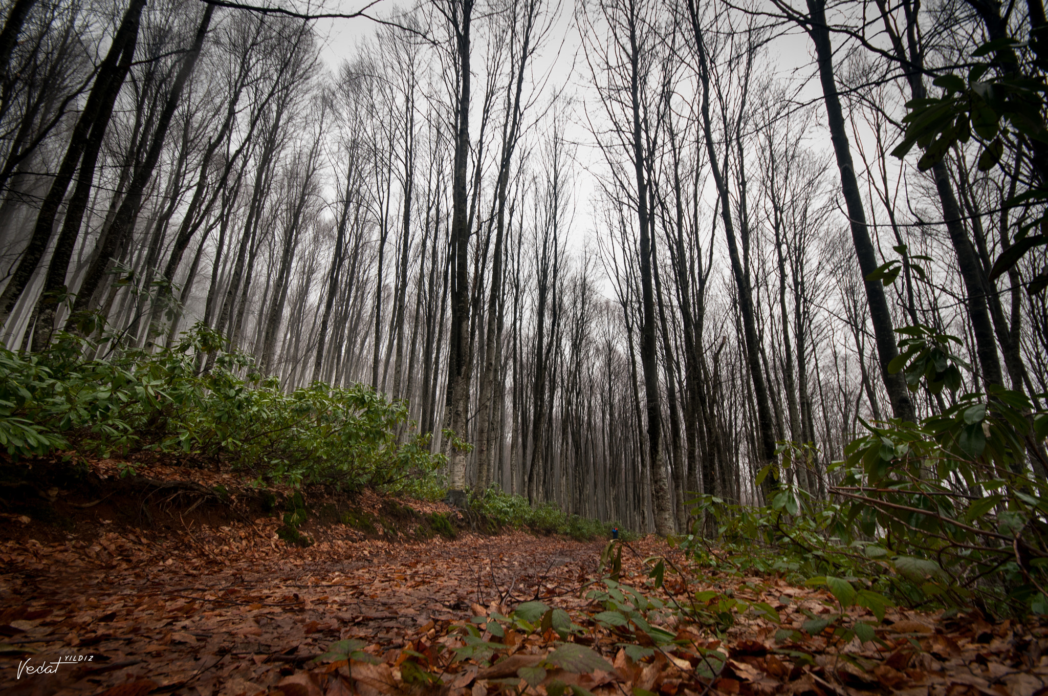 Nikon D300 + Sigma 10-20mm F4-5.6 EX DC HSM sample photo. Journey to the deep forest photography