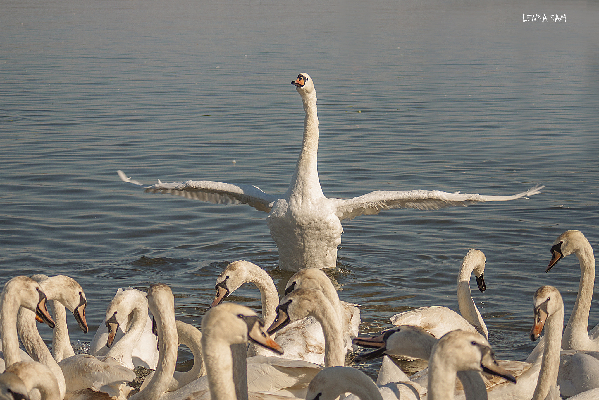 Canon EF 28-70mm f/3.5-4.5 sample photo. Conductor photography