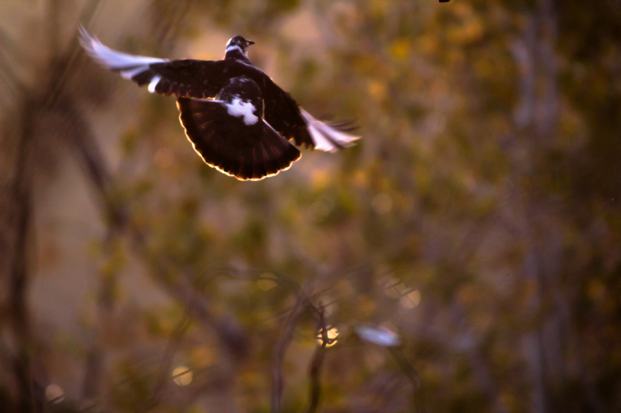 Canon EOS 1300D (EOS Rebel T6 / EOS Kiss X80) sample photo. Pegions can fly too. photography