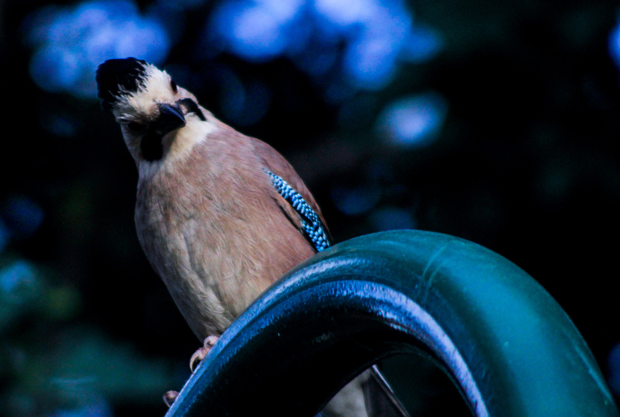 Canon EF 100-300mm F4.5-5.6 USM sample photo. Israeli jays are so funny photography
