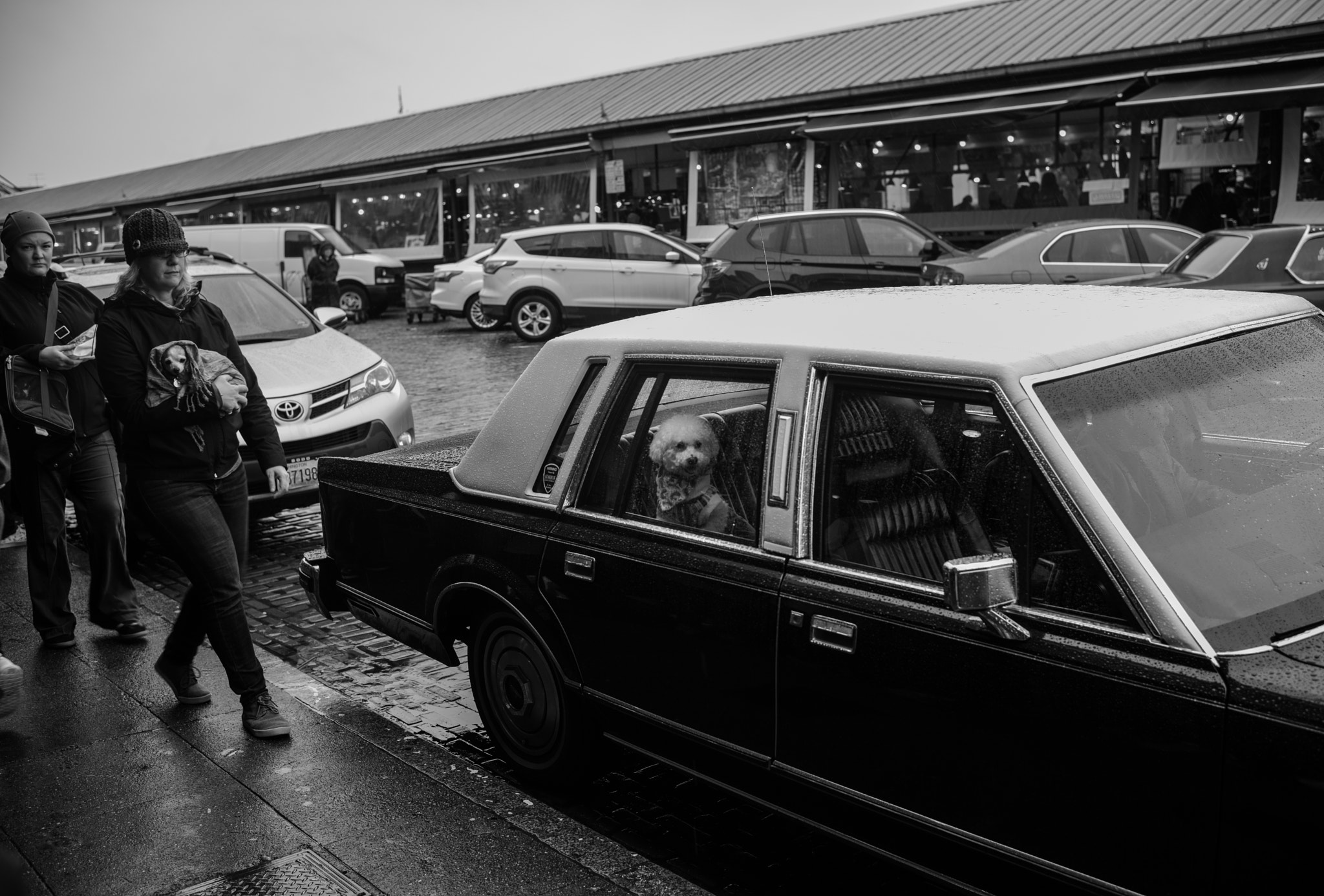 Leica M Monochrom (Typ 246) sample photo. What are you looking for photography