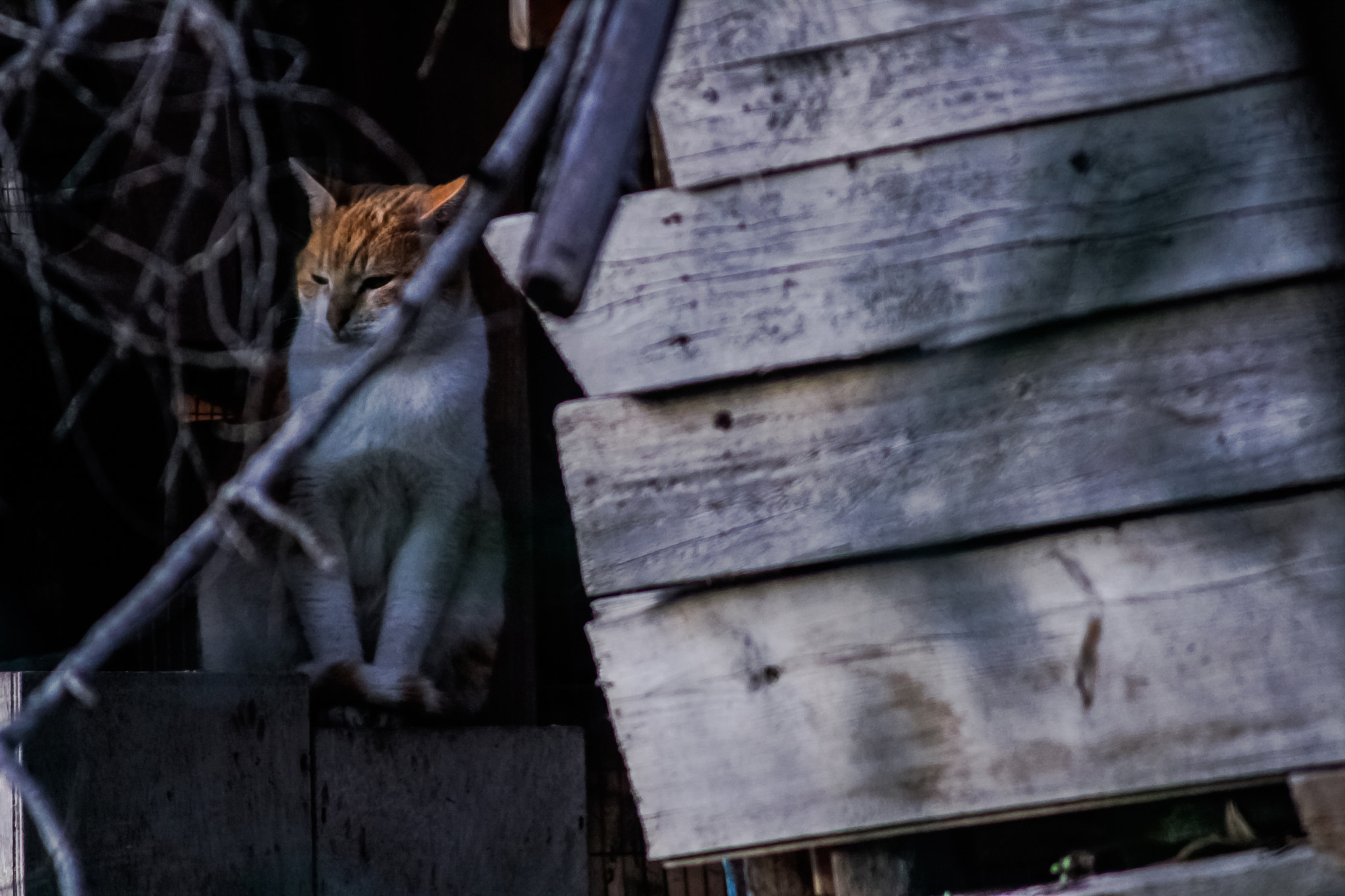 Canon EF 100-300mm F4.5-5.6 USM sample photo. Sneaky cat being sneaky photography