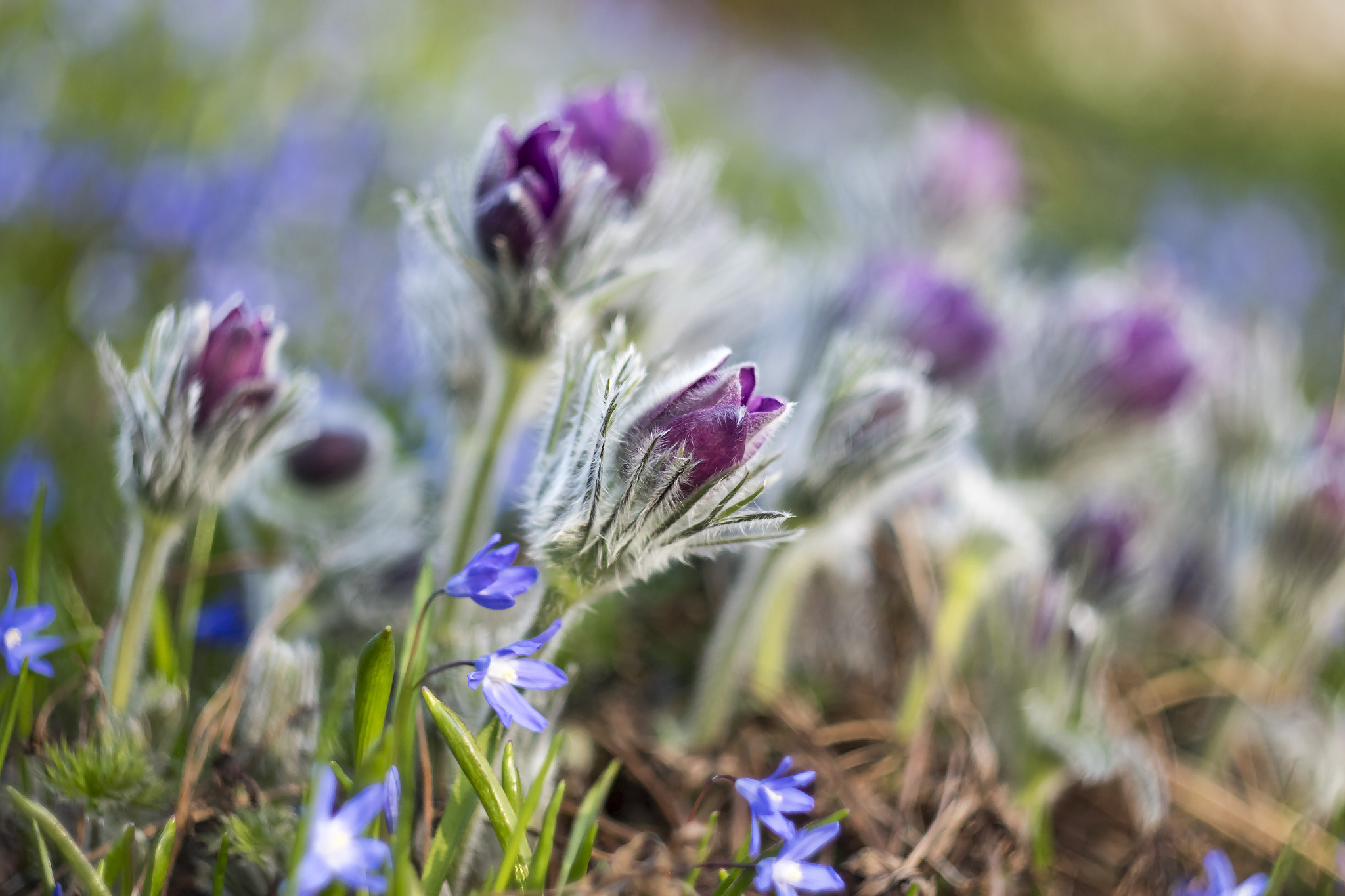 Canon EF 28-80mm f/3.5-5.6 sample photo. Flower mix photography