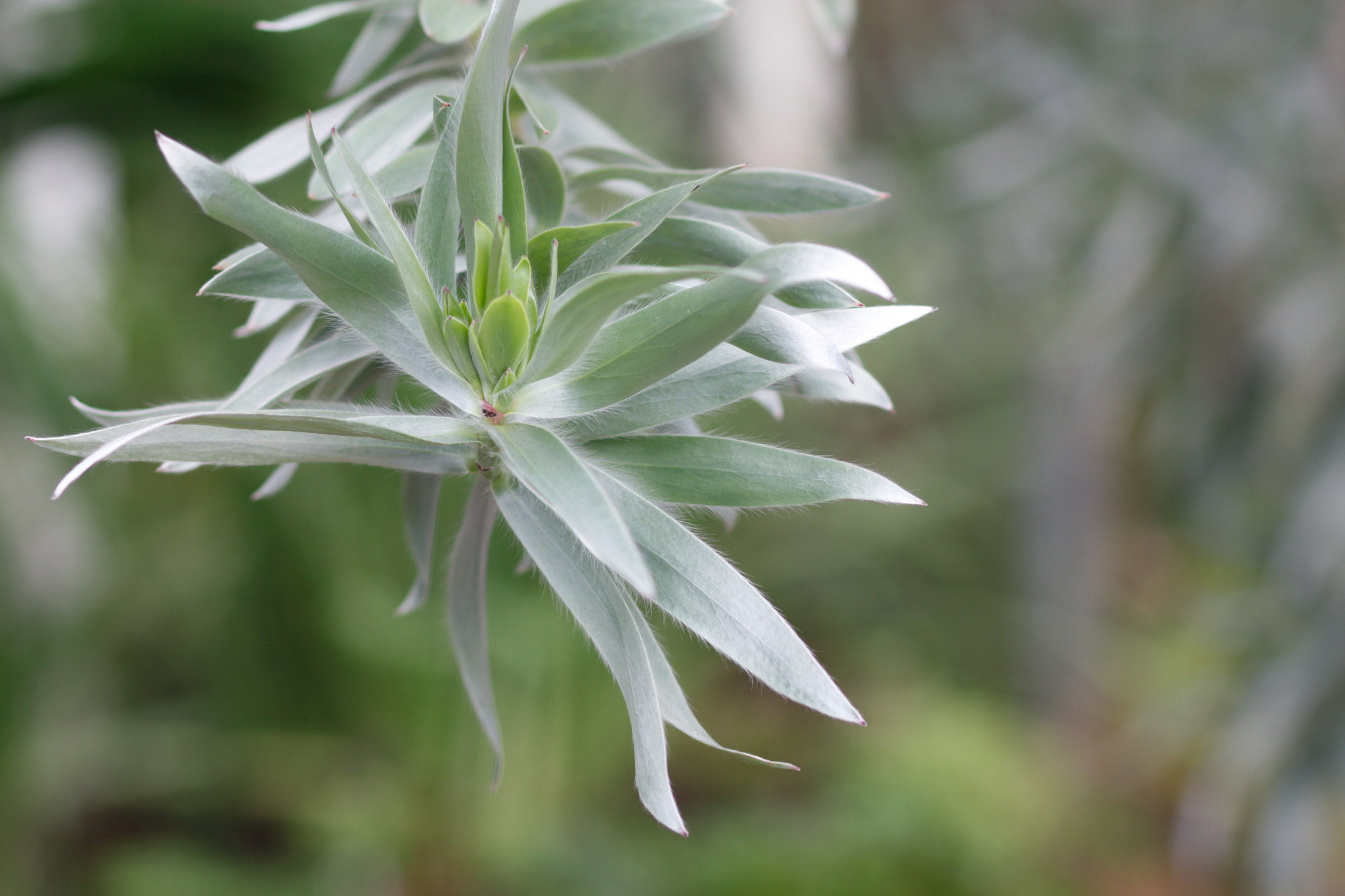 Canon EOS 550D (EOS Rebel T2i / EOS Kiss X4) sample photo. Shiny plant photography