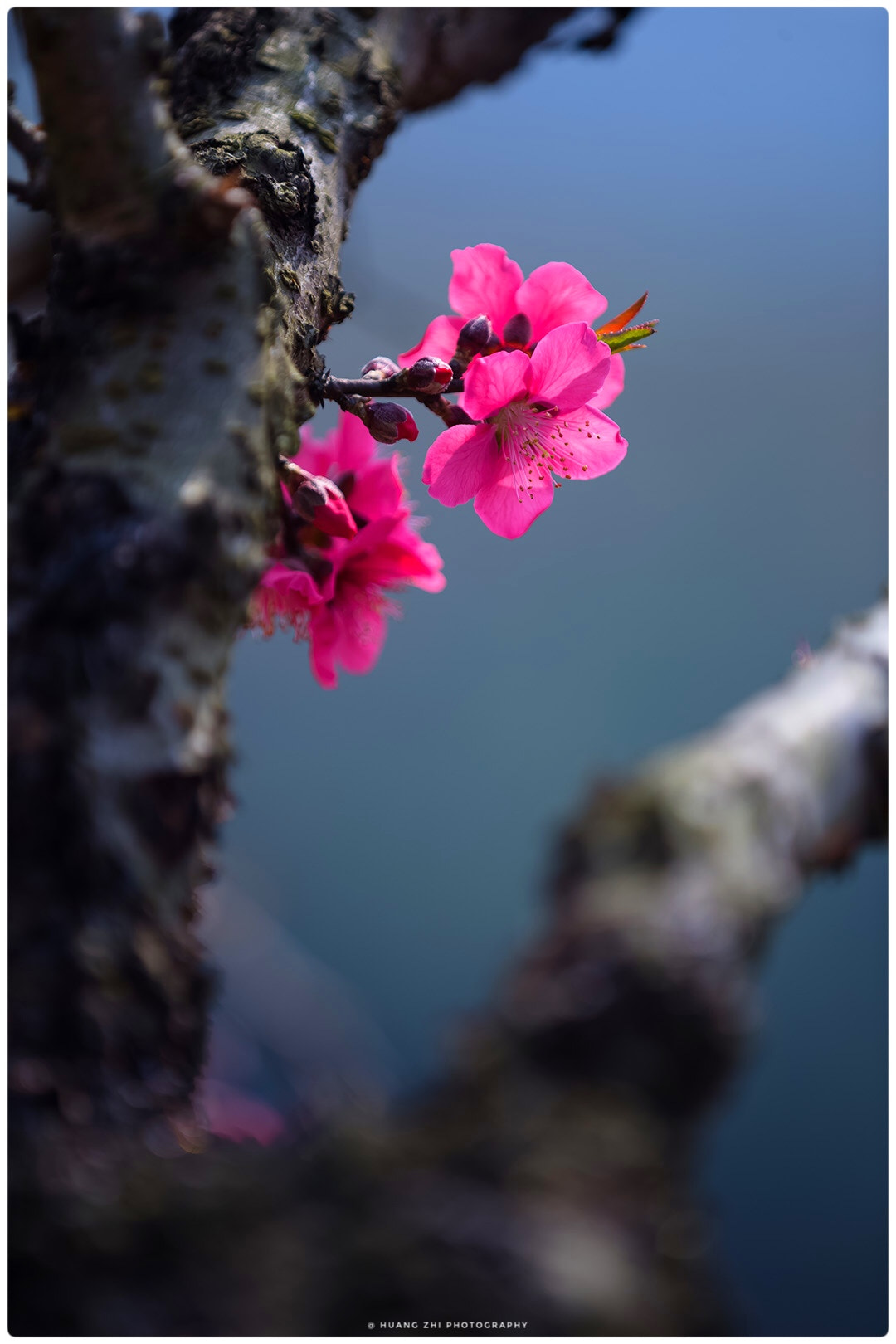 Canon EOS-1D X sample photo. Peach blossom photography
