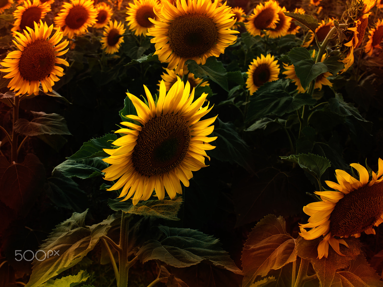 Olympus E-520 (EVOLT E-520) sample photo. Sunflowers photography