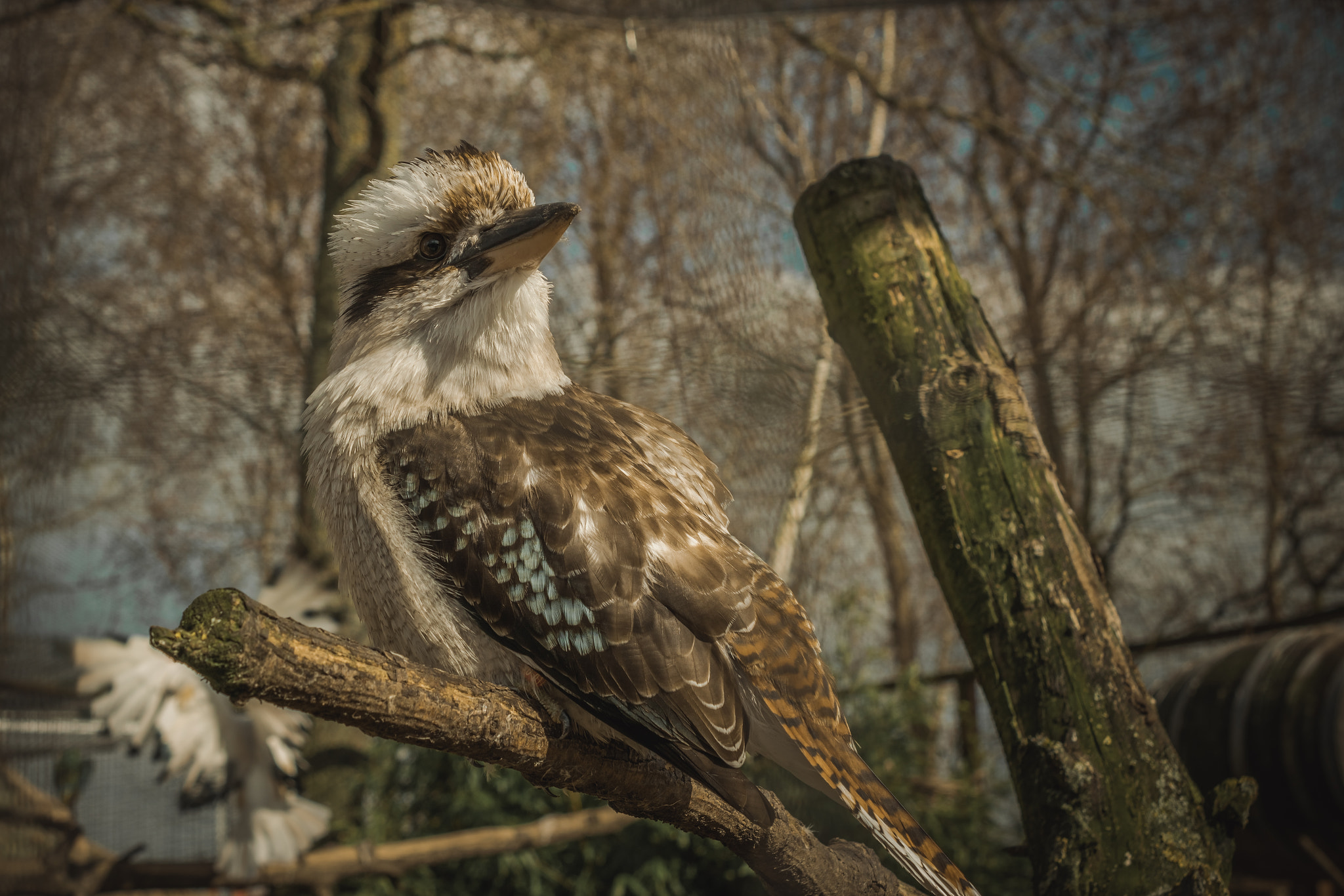 Nikon AF-S DX Micro Nikkor 40mm F2.8 sample photo. A nice bird! photography