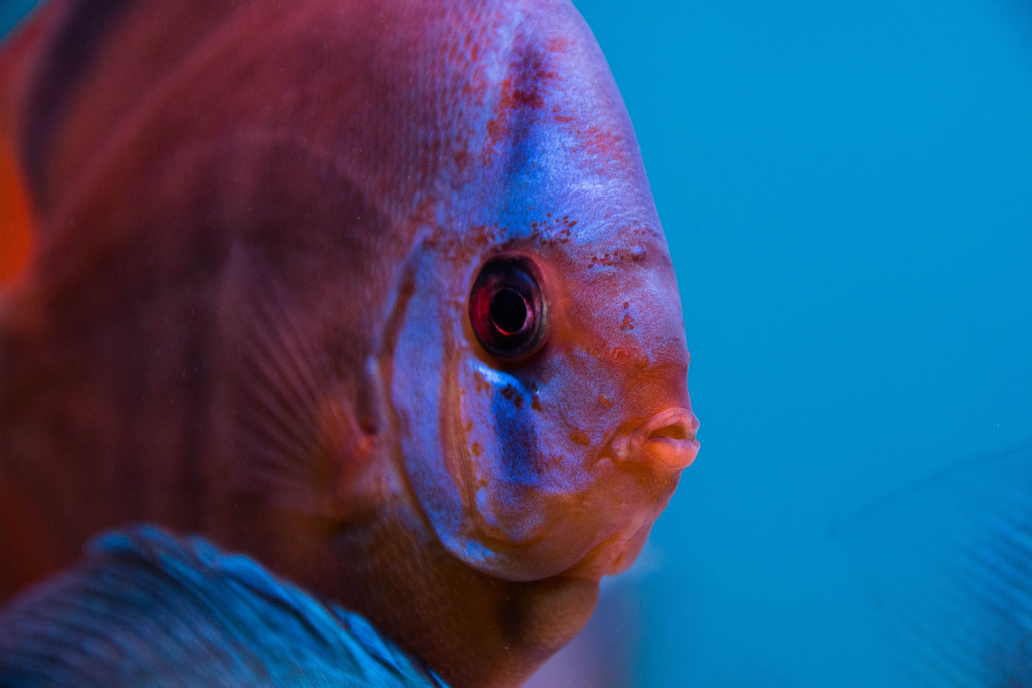 Sigma 17-70mm F2.8-4 DC Macro OS HSM sample photo. Discus photography